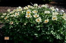 Paeonia Mlokosewitschii
